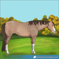 Horse Color:Amber Champagne Splash 