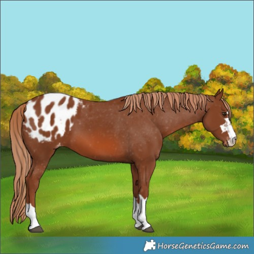 Horse Color:Chestnut Blanket 