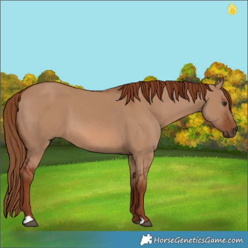 Horse Color:Red Dun