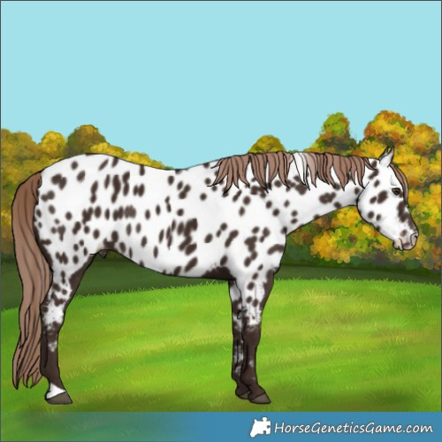 Horse Color:Liver Chestnut Near Leopard Rabicano 
