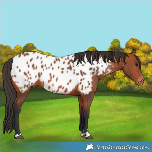 Horse Color:Bay Near Leopard Rabicano