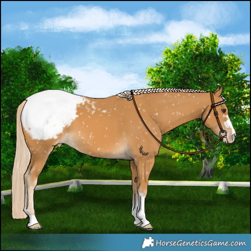 Horse Color:Palomino Snowcap 