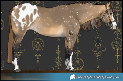 Horse Color:Buckskin Dun Blanket