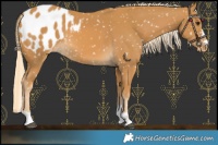 Horse Color:Palomino Blanket 