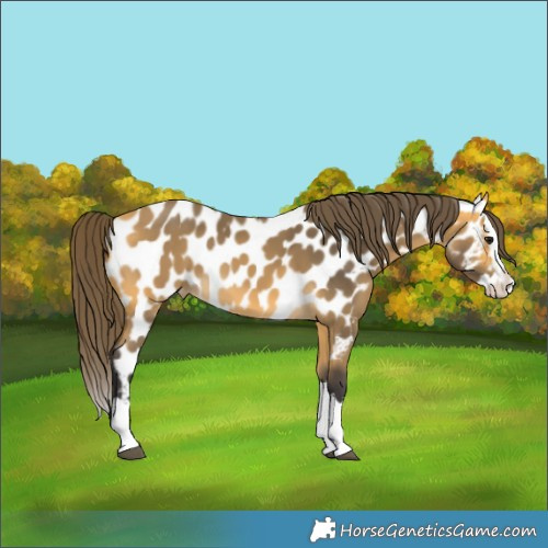Horse Color:Buckskin Splash Near Leopard 