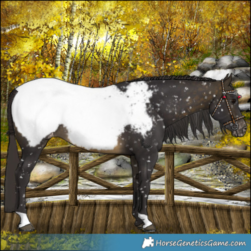 Horse Color:Buckskin Snowcap