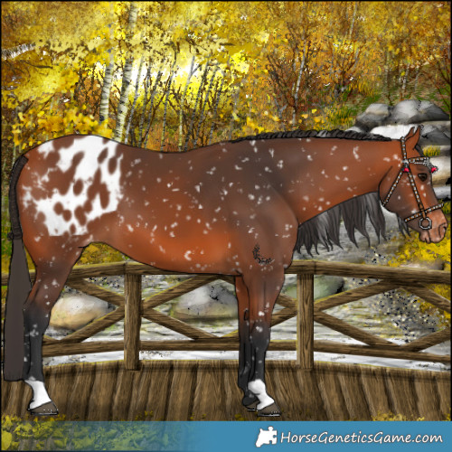 Horse Color:Bay Blanket