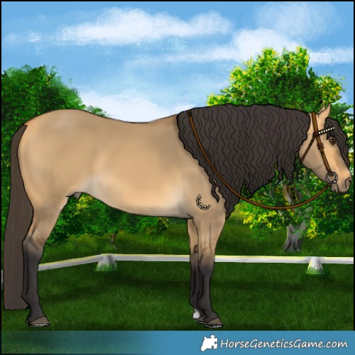 Horse Color:Buckskin Dun 