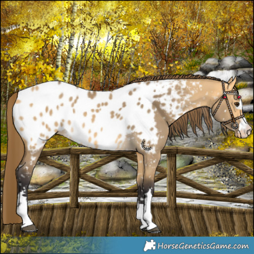 Horse Color:Buckskin Dun Blanket