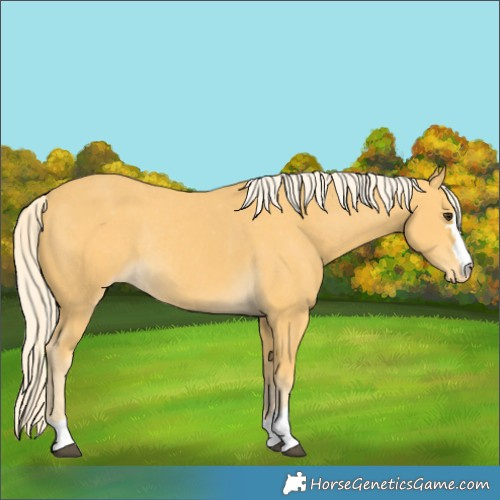 Horse Color:Palomino Varnish Rabicano