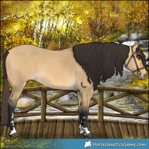 Horse Color:Buckskin Dun 
