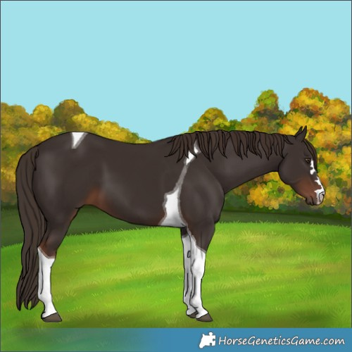 Horse Color:Liver Chestnut Tobiano