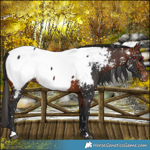 Horse Color:Bay Near Fewspot 