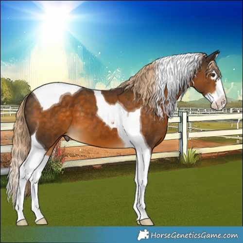 Horse Color:Chocolate Palomino Splash Tobiano 