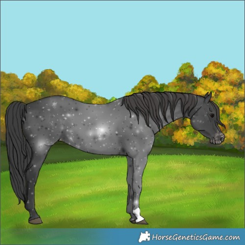 Horse Color:Black Varnish 