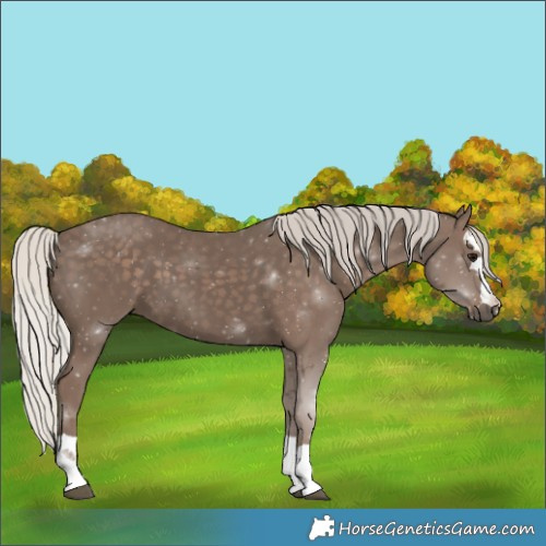 Horse Color:Silver Black 