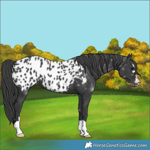 Horse Color:Black Near Leopard 