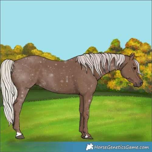 Horse Color:Silver Black