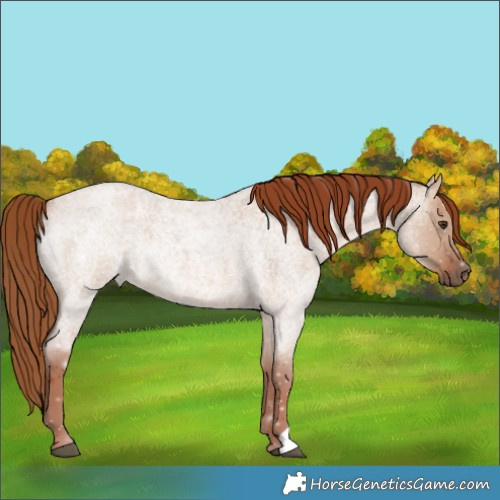 Horse Color:Red Dun Roan 