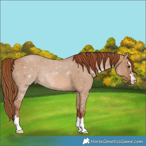 Horse Color:Red Dun 