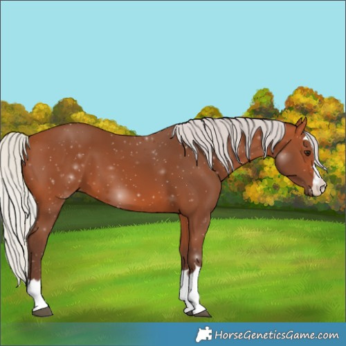 Horse Color:Silver Bay 