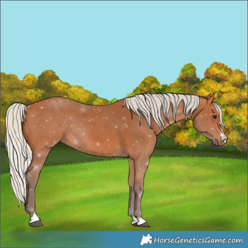 Horse Color:Silver Bay 