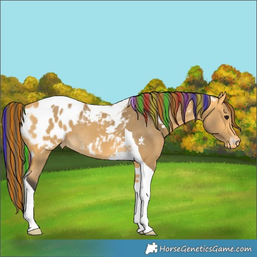 Horse Color:Painted Buckskin Tobiano Blanket