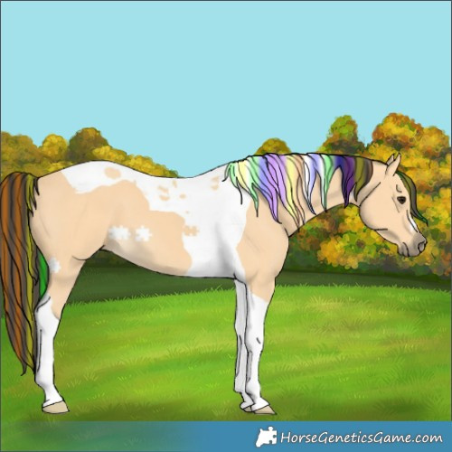 Horse Color:Painted Buckskin Tobiano