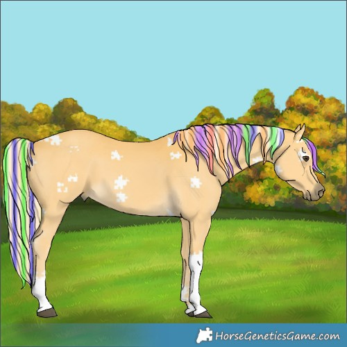 Horse Color:Painted Palomino Tobiano 