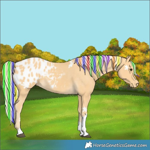 Horse Color:Painted Palomino Tobiano Blanket 