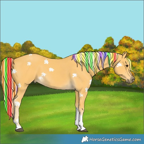 Horse Color:Painted Palomino Tobiano