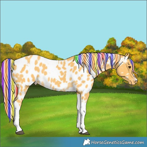 Horse Color:Painted Palomino Tobiano Near Leopard 