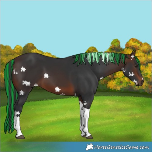 Horse Color:Painted Brown Tobiano