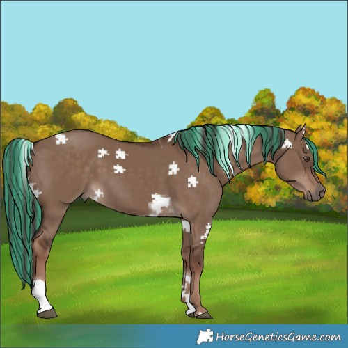 Horse Color:Painted Liver Red Dun Tobiano 