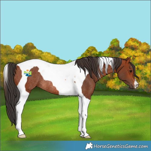 Horse Color:Bay Tobiano Rabicano