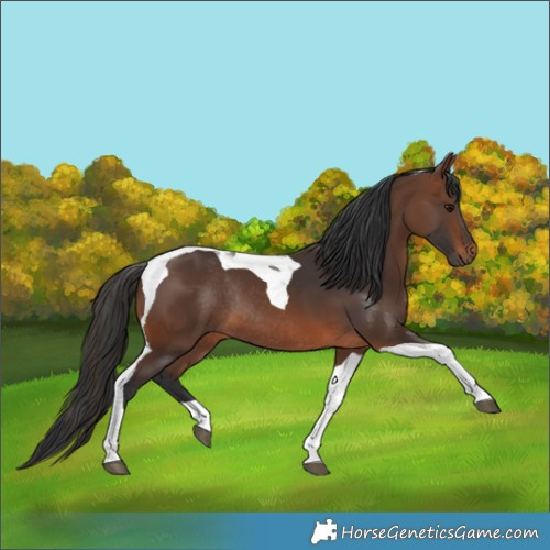 Horse Color:Brown Tobiano Rabicano 