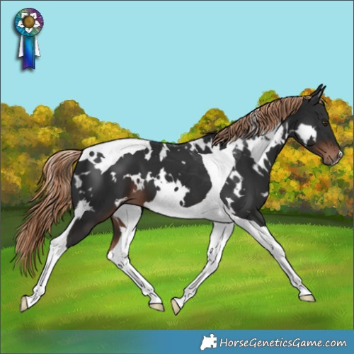 Horse Color:White Spotted Liver Chestnut Tobiano