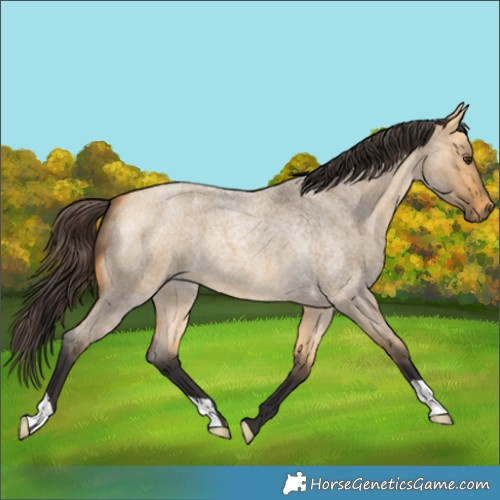Horse Color:Buckskin Roan Dun 