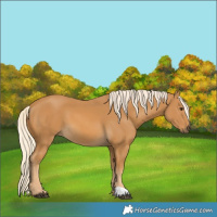 Horse Color:Palomino