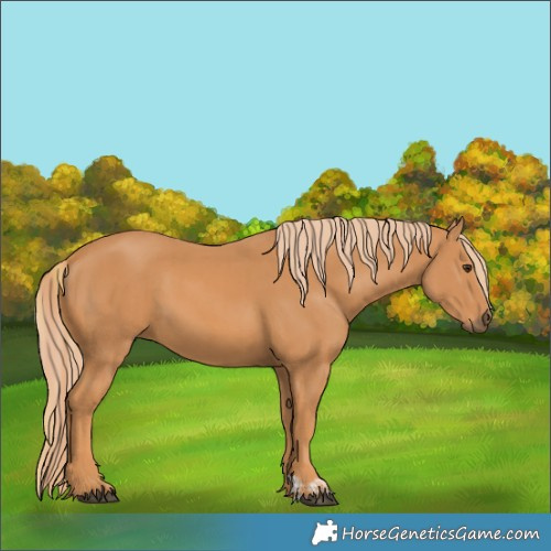 Horse Color:Chestnut and Chestnut