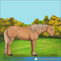 Horse Color:Chestnut  and Chestnut 