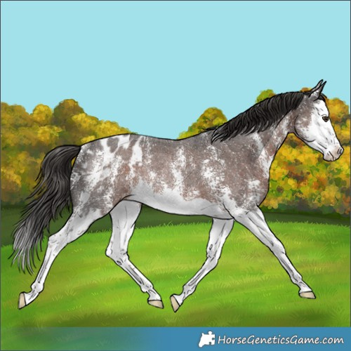 Horse Color:Liver Chestnut Sabino Splash Blanket Rabicano 