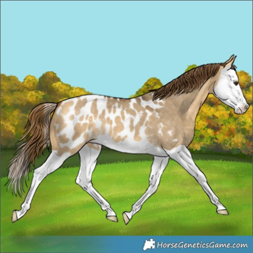 Horse Color:Buckskin Dun Splash Near Leopard