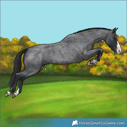 Horse Color:Blue Roan Splash