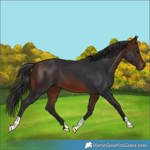 Horse Color:Brown 