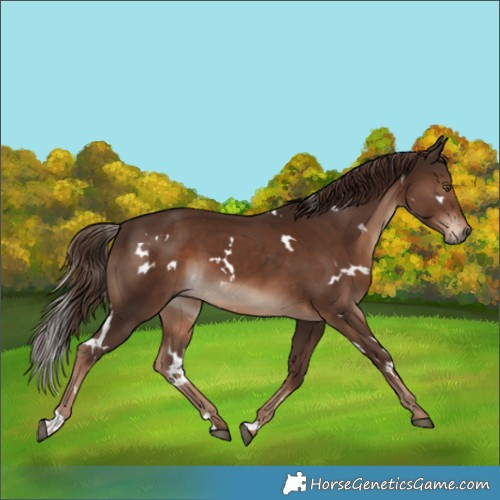 Horse Color:White Spotted Liver Chestnut