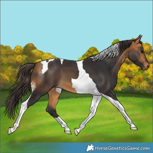 Horse Color:Buckskin Tobiano 