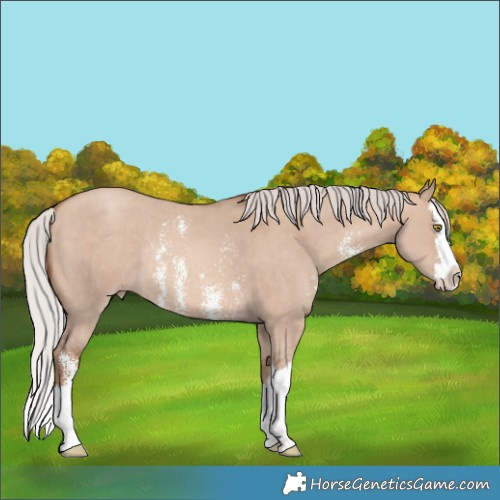 Horse Color:Silver Sable Champagne Dun Sabino Splash Rabicano