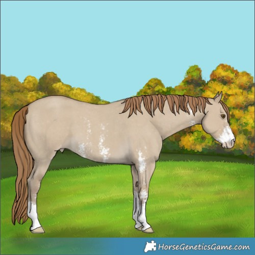 Horse Color:Classic Cream Champagne Dun Sabino Varnish