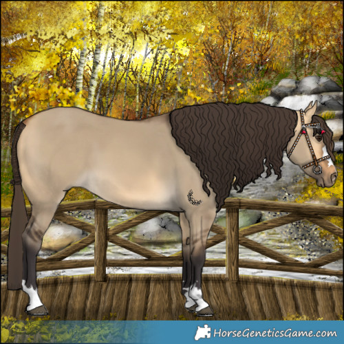 Horse Color:Buckskin Dun 